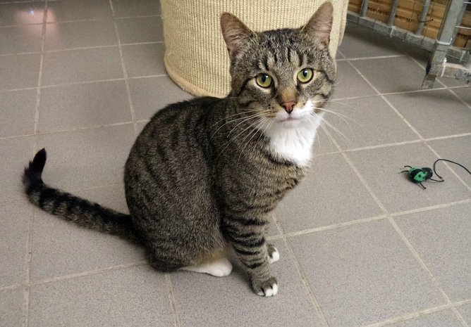 Odysseus (Foto: B. Hellrung)