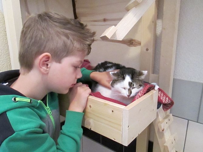 Katzen besch&auml;ftigen (Foto: Karin Ziegler)