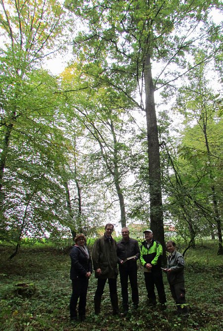 Baum des Jahres (Foto: Schutzgemeinschaft Deutscher Wald)