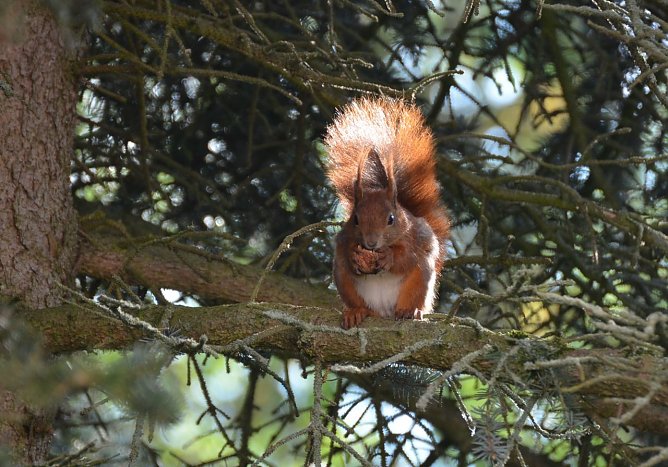 Eichhörnchen (Foto: R. Sigorski) Eichhörnchen (Foto: R. Sigorski)