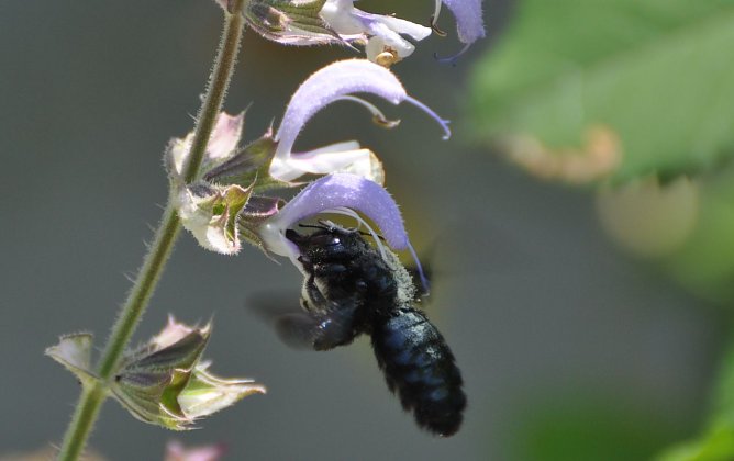 Blaue Holzbiene (Foto: Klaus Schmidt)