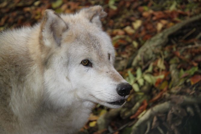 Der B&auml;r Ais (Foto: Stiftung f&uuml;r B&auml;ren)