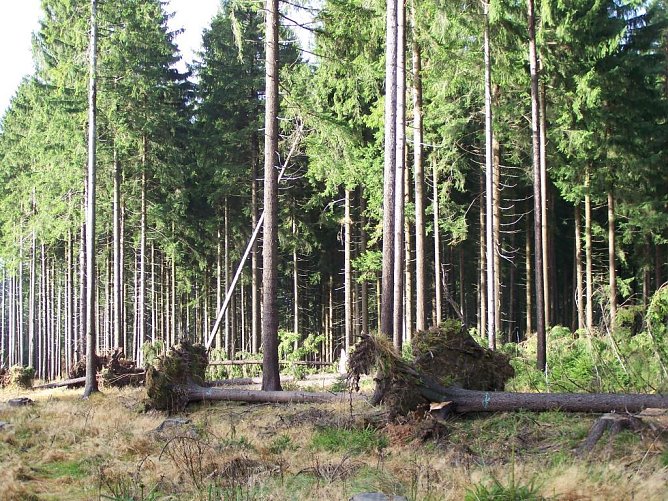 Sturmschäden (Foto: ThüringenForst) Sturmschäden (Foto: ThüringenForst)