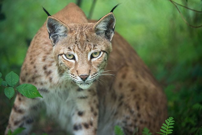 Luchs Leo (Foto: Leo/fokus-natur.de)
