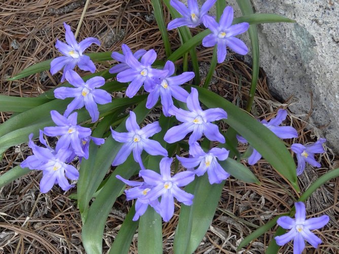 Fr&uuml;hlingsbl&uuml;her (Foto: Ilka K&uuml;hn)