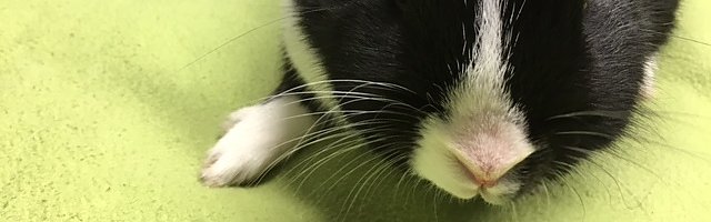 eingefangen (Foto: Polizei G&ouml;ttingen)