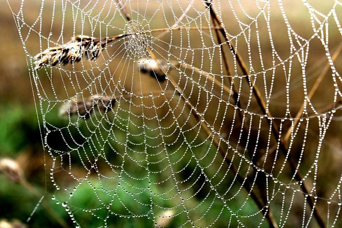 Spinnennetz (Foto: Gernot Thelemann)