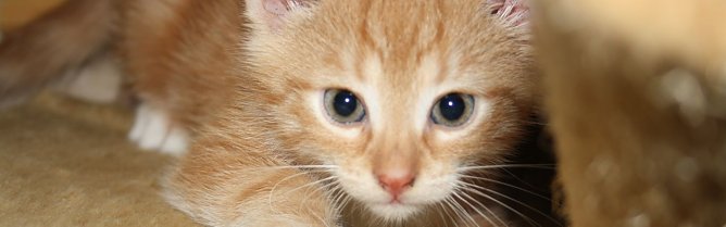 Kleines Kätzchen (Foto: Karin Ziegler) Kleines Kätzchen (Foto: Karin Ziegler)