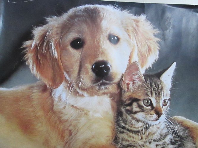 Hund und Katze (Foto: Karin Ziegler)