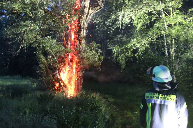 Brennender Baum (Foto: Feuerwehr Heiligenstadt)