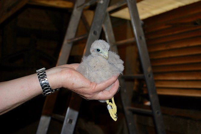 Turmfalke (Foto: Wilfried Fromm) Turmfalke (Foto: Wilfried Fromm)