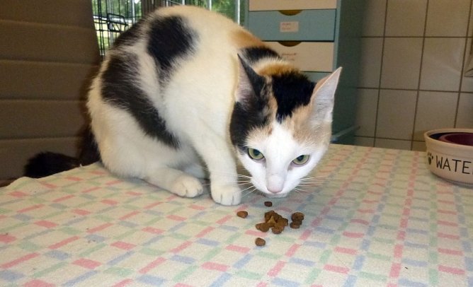 Frieda, die Verschmuste (Foto: Birgit Hellrung)