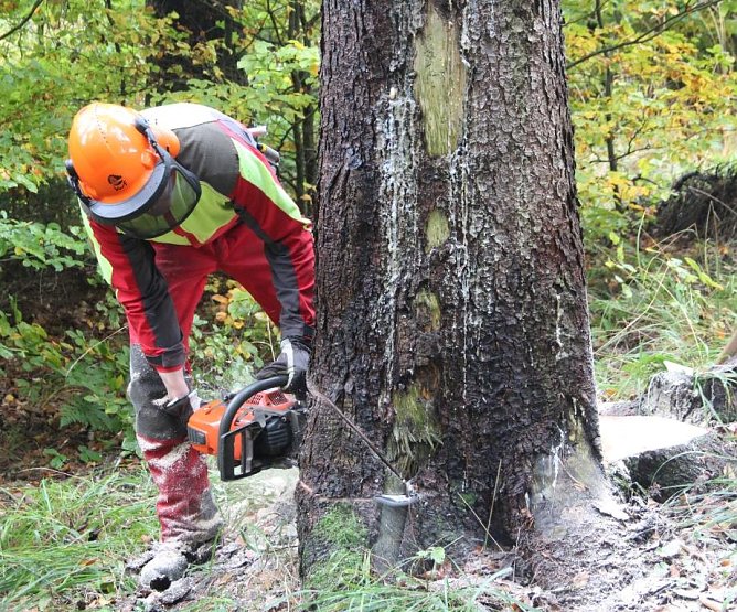 Forstwirt_Holzernte (Foto: HorstSpro&szlig;mann)