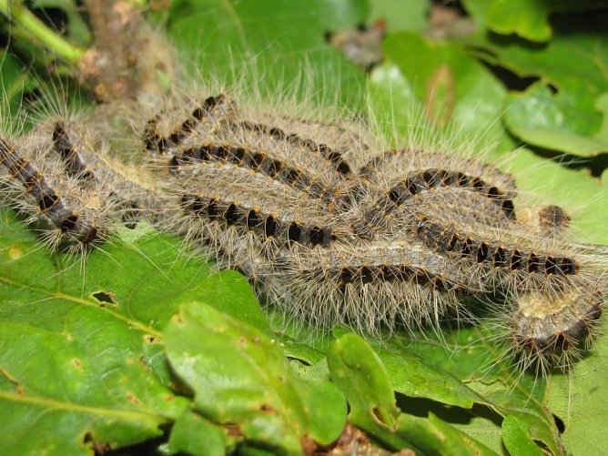 Eichenprozessionsspinnerraupen (Foto: Matthias Stuertz)