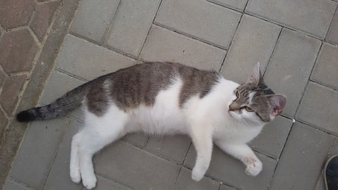 Isa, die Verschmuste (Foto: Tierheim Nordhausen)