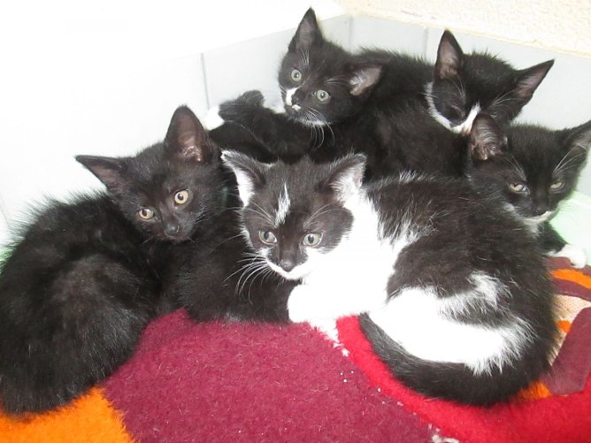 Katzen (Foto: karin ziegler) Katzen (Foto: karin ziegler)