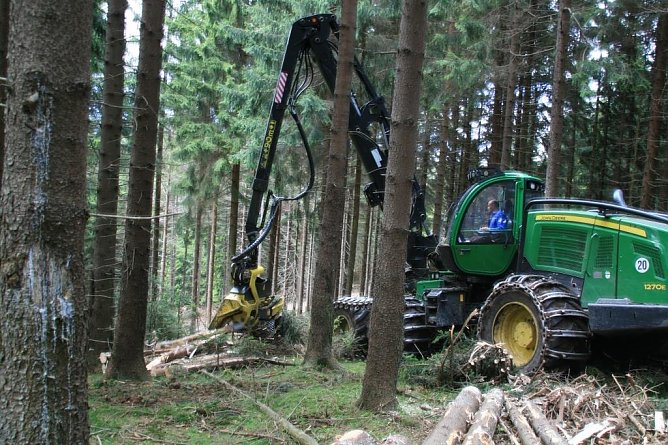 Fällarbeiten (Foto: Mario Klein) Fällarbeiten (Foto: Mario Klein)