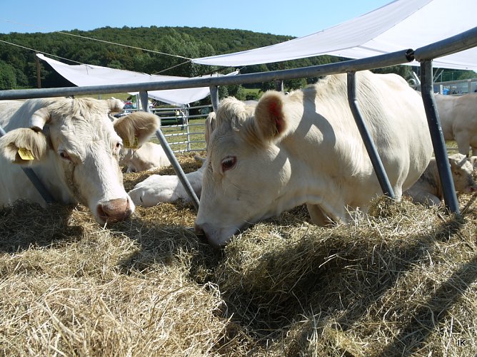 K&uuml;he (Foto: Ilka K&uuml;hn)