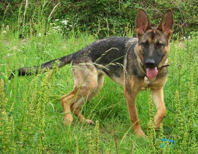 Edda (Foto: Knust)