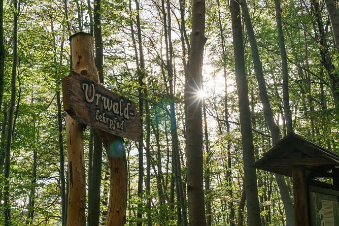 Urwald (Foto: Stadt HH)