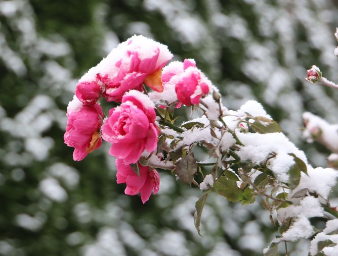 Rosen mit Schnee (Foto: Joachim Retzek)