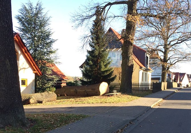 Gefällte Eiche (Foto: A. Kühn) Gefällte Eiche (Foto: A. Kühn)