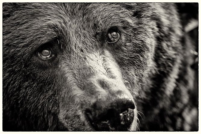 B&auml;r (Foto: Stiftung f&uuml;r B&auml;ren)