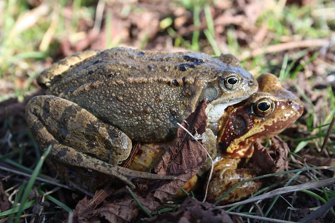 Grasfrosch (Foto: Arne Willenberg)