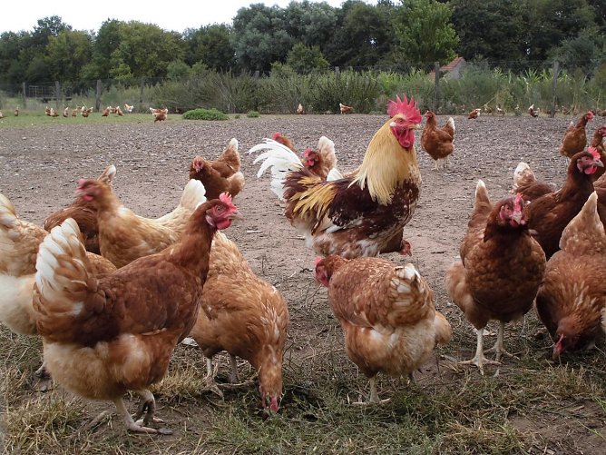 H&uuml;hner in Freilandhaltung (Foto: Tierschutzbund)