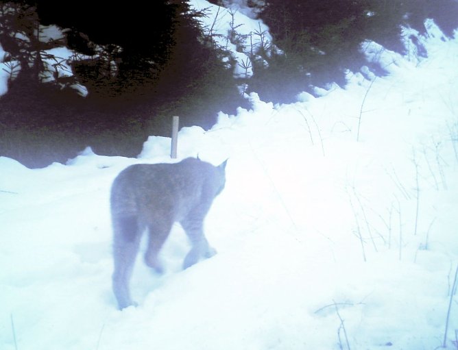 Luchs bei Gr&auml;fenthal gesichtet (Foto: NABU/Forst)