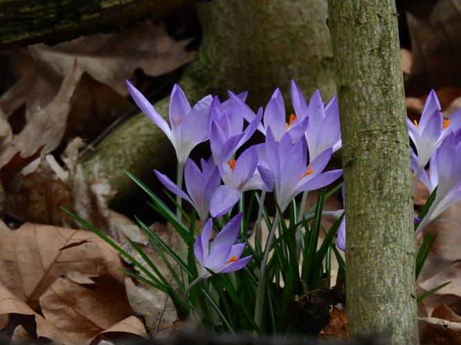 Der Fr&uuml;hling kommt - trotz Frost (Foto: Peter Blei)