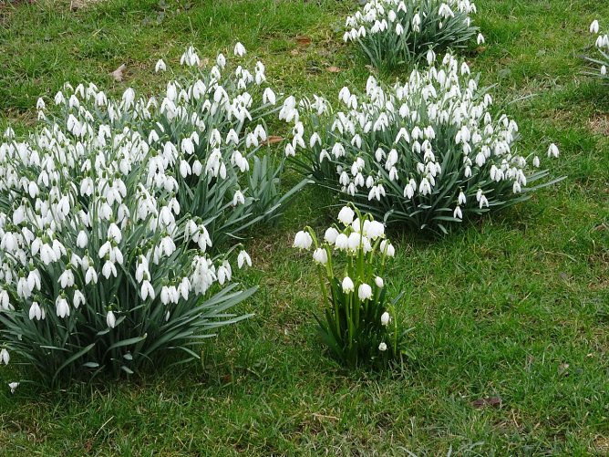 Schneegl&ouml;ckchen und M&auml;rzenbecher (Foto: Ilka K&uuml;hn)