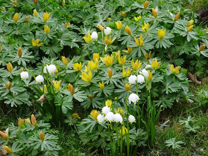 Winterlinge (Foto: Ilka K&uuml;hn)