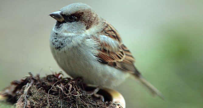 Haussperling (Foto: Fotonatur)