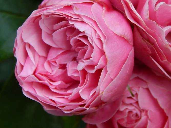 Tag der Rose (Foto: v. Westphalen) Tag der Rose (Foto: v. Westphalen)