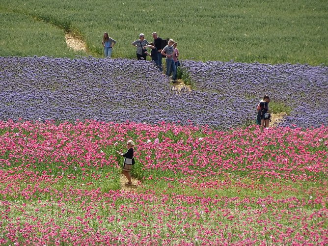 Mohnbl&uuml;te (Foto: Naturpark)