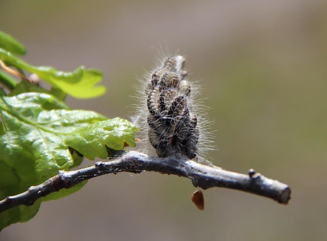 Paarungszeit (Foto: Dr. Horst Spro&szlig;mann)