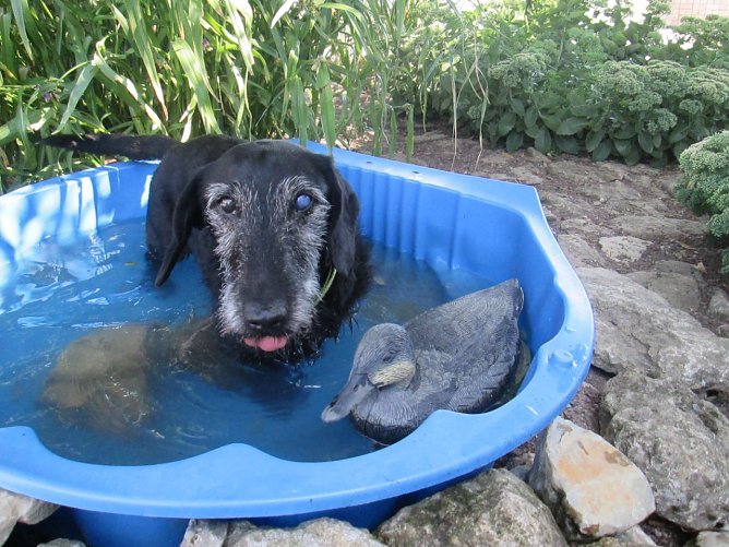 Sommerfest im Tierheim (Foto: Karin Ziegler)