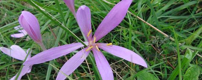 T&ouml;dliche Sch&ouml;nheit (Foto: Bodo Schwarzberg)