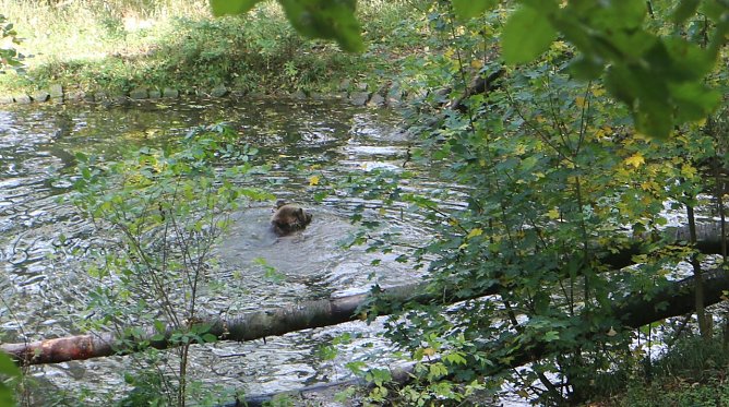 Goldener Herbst im Bärenpark Worbis (Foto: Angelo Glashagel) Goldener Herbst im Bärenpark Worbis (Foto: Angelo Glashagel)