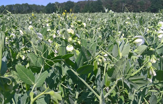 Wei&szlig;bl&uuml;hende Erbse (Foto: Irene Jacob)