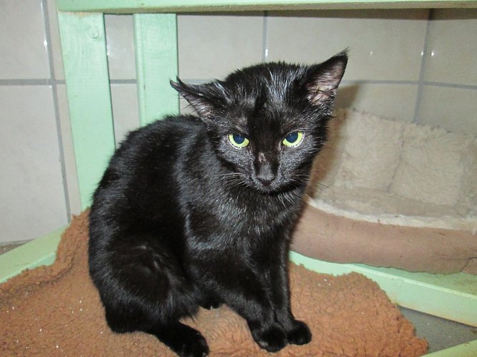 Katze gefunden (Foto: Karin Ziegler)