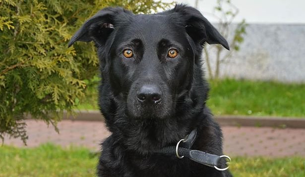 Benny (Foto: Tierheim Nordhausen)