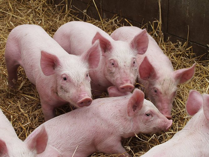 Ferkelkastration ohne Bet&auml;ubung (Foto: Tierschutzbund)