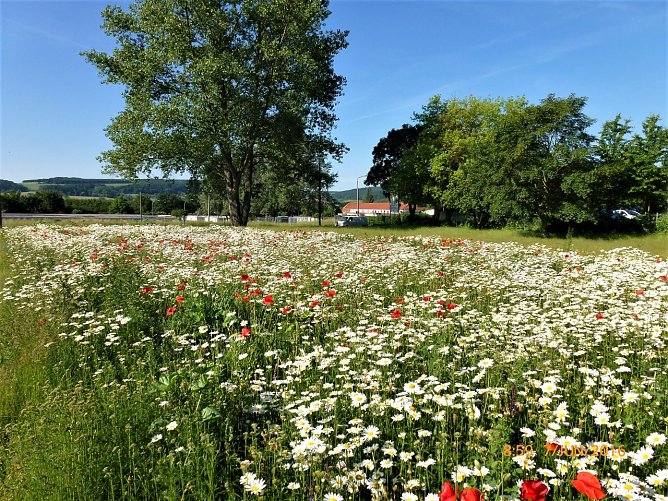 Sommerwiese (Foto: Kr&uuml;gel)