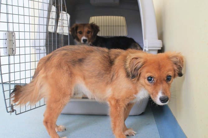 Hunde aufgenommen (Foto: Tierschutzbund)