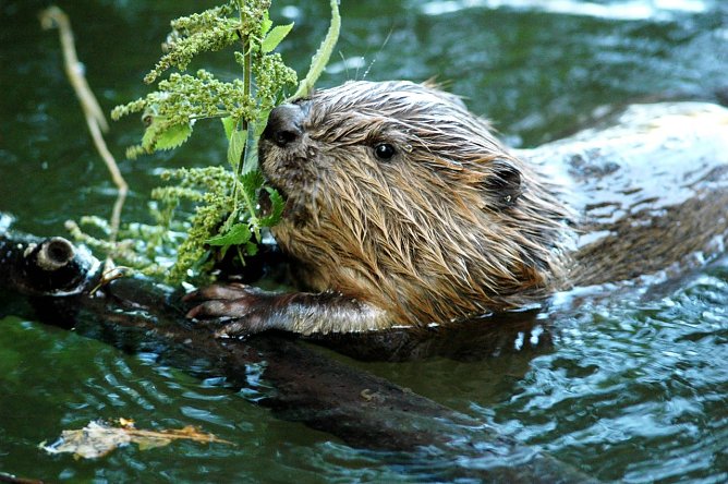 Jungbiber knabbert an Brennessel (Foto: Siegfried Klaus)