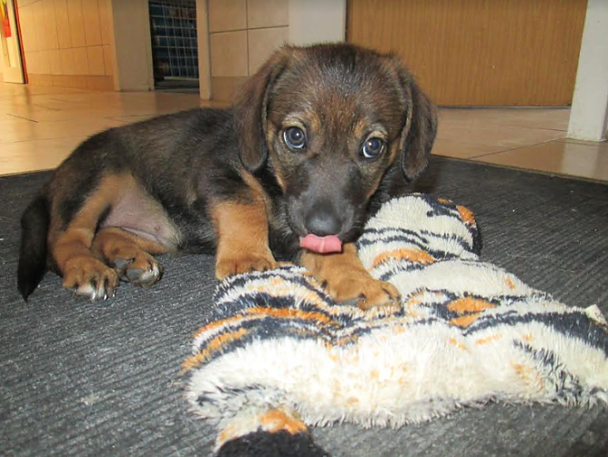 Hündchen (Foto: Karin Ziegler) Hündchen (Foto: Karin Ziegler)