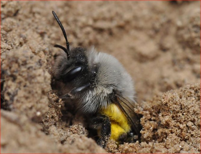 Sandbiene (Foto: Dr. Hannes Petrischak, Heinz Sielmann Stiftung)