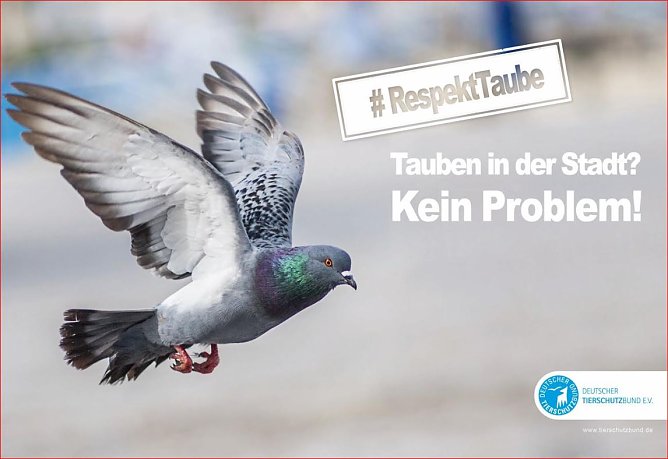 Brieftauben (Foto: Tierschutzbund)